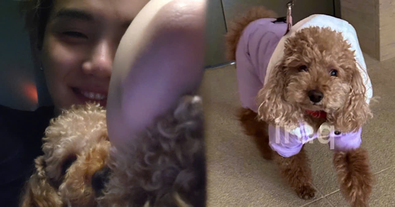 Many ARMYs Have Easily Met SUGA’s Dog Holly Recently Because Of This